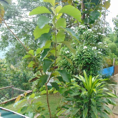 Dunarinka Minca Luaran gambar