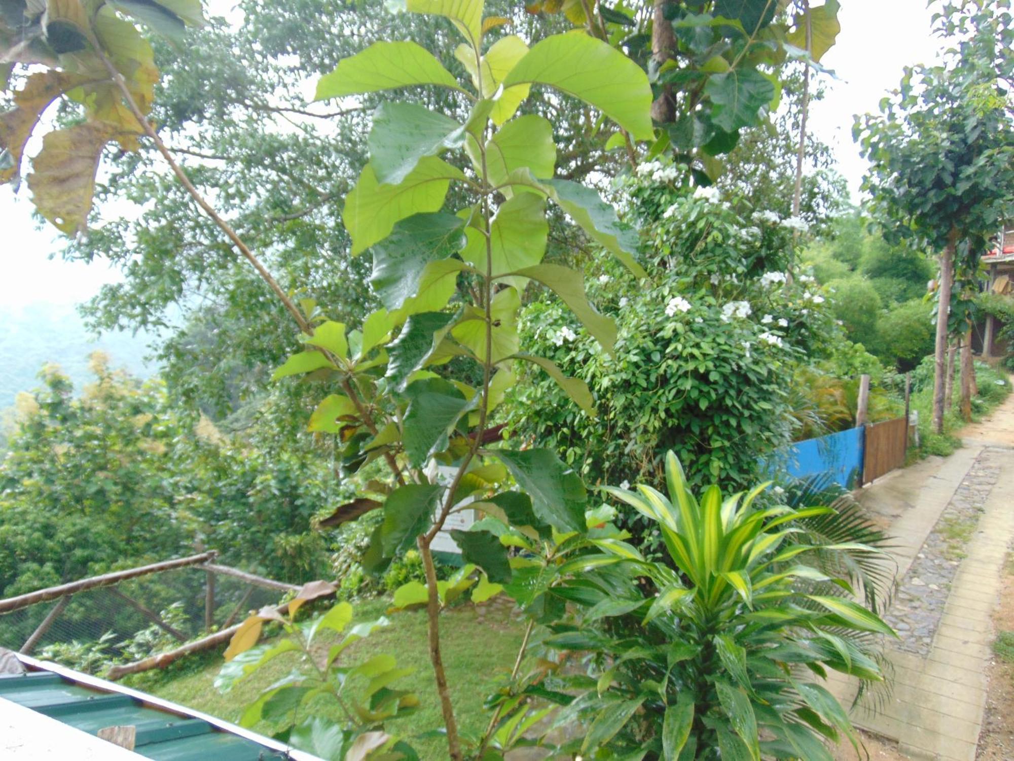 Dunarinka Minca Luaran gambar